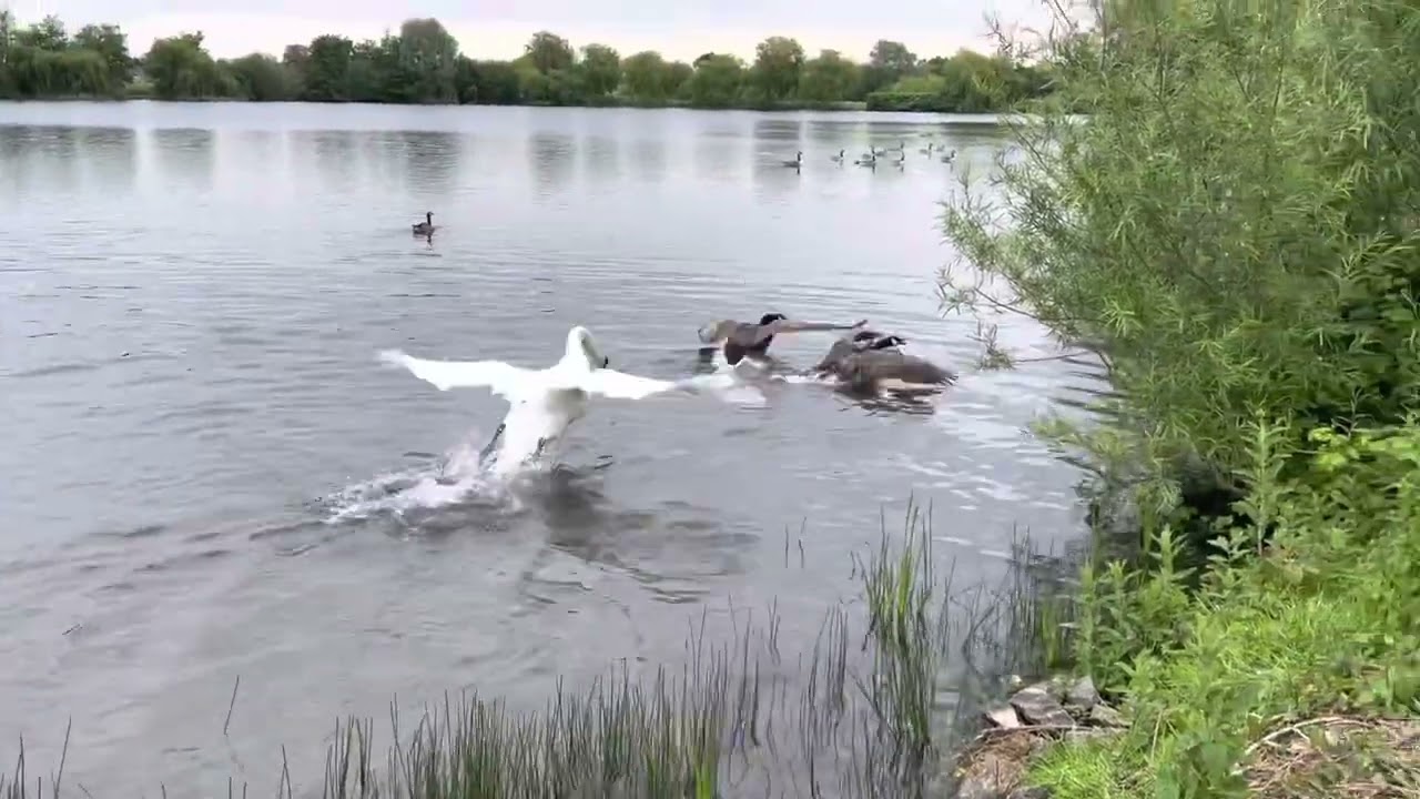 King swan chases geese away from his family ( territorial grunting! )