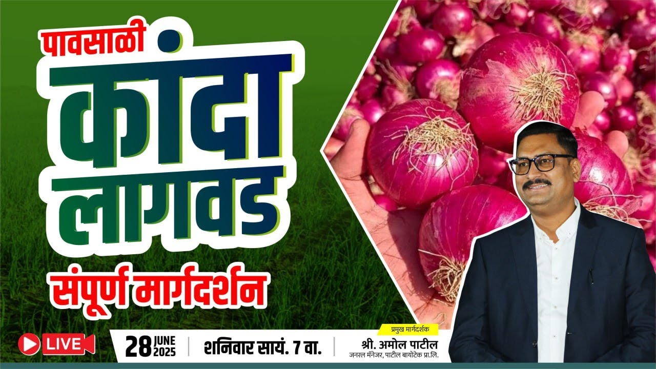 पावसाळी कांदा  लागवडीचे संपूर्ण मार्गदर्शन  pavasali kanda lagwadiche sampurn margdarshan