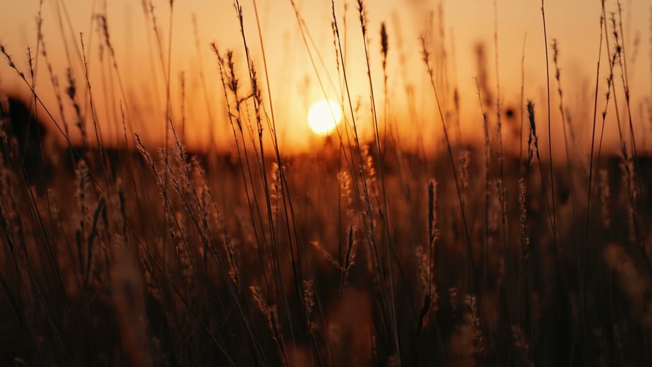 Golden Hour Calm 🌅 | Warm Ambient Music for Deep Relaxation & Mental Reset
