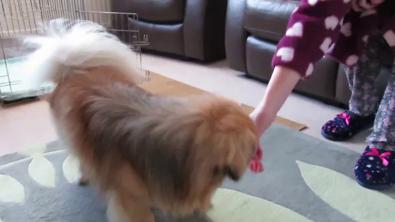 Finlay & Cooper Tibetan Spaniels open their presents