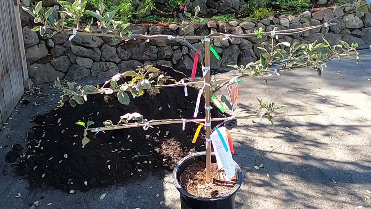 6 APPLE VARIETIES on ONE TREE?