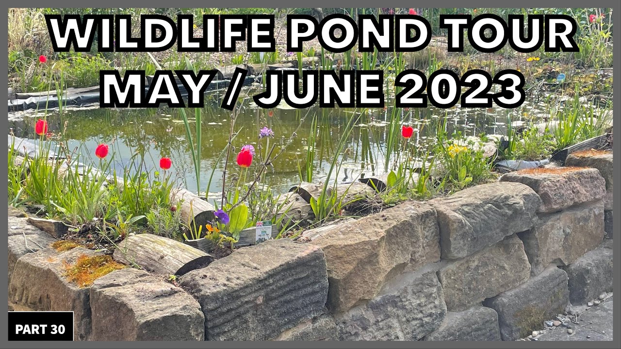 Making A Small Wildlife Pond On A Budget With New Ideas 