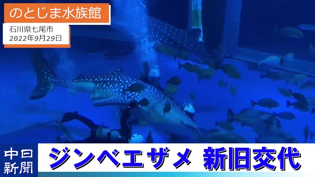 ありがとう！ようこそ！ のとじま水族館でジンベエザメ新旧交代