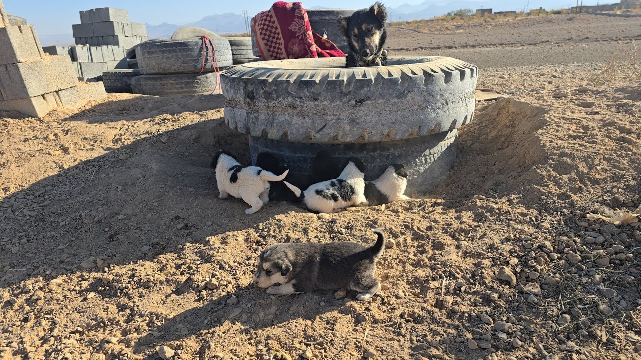 «Вы не поверите, как кочевники строили уютные дома для овец, ягнят и собак из старых покрышек!»
