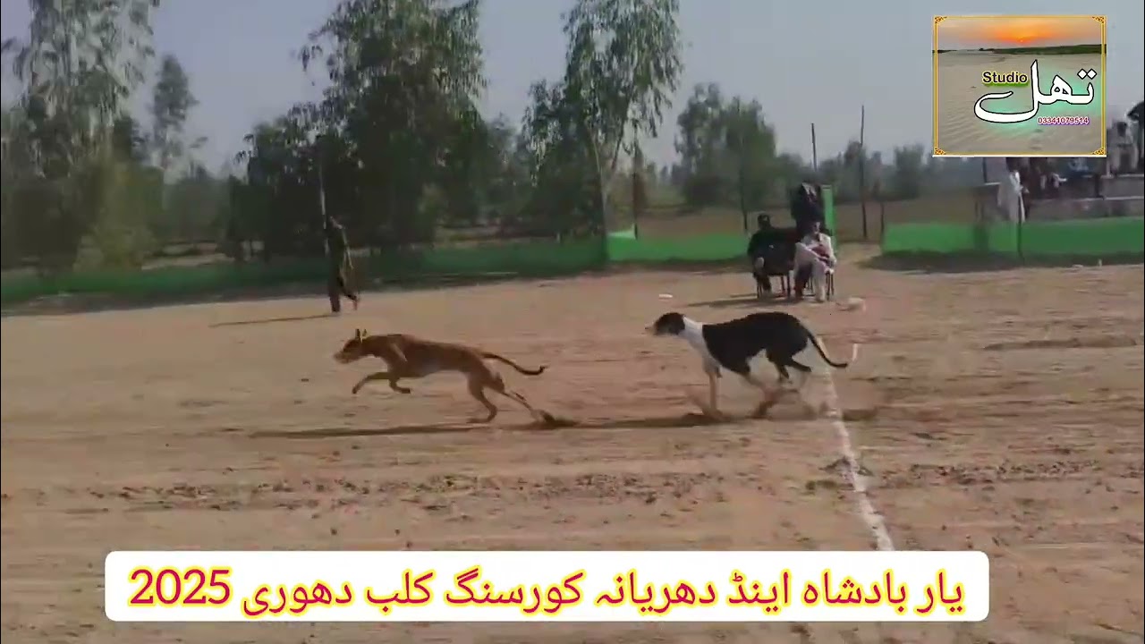 Yar badshah and dhuryiana coursing club dhori Dori Trac race 2025,2nd round male section