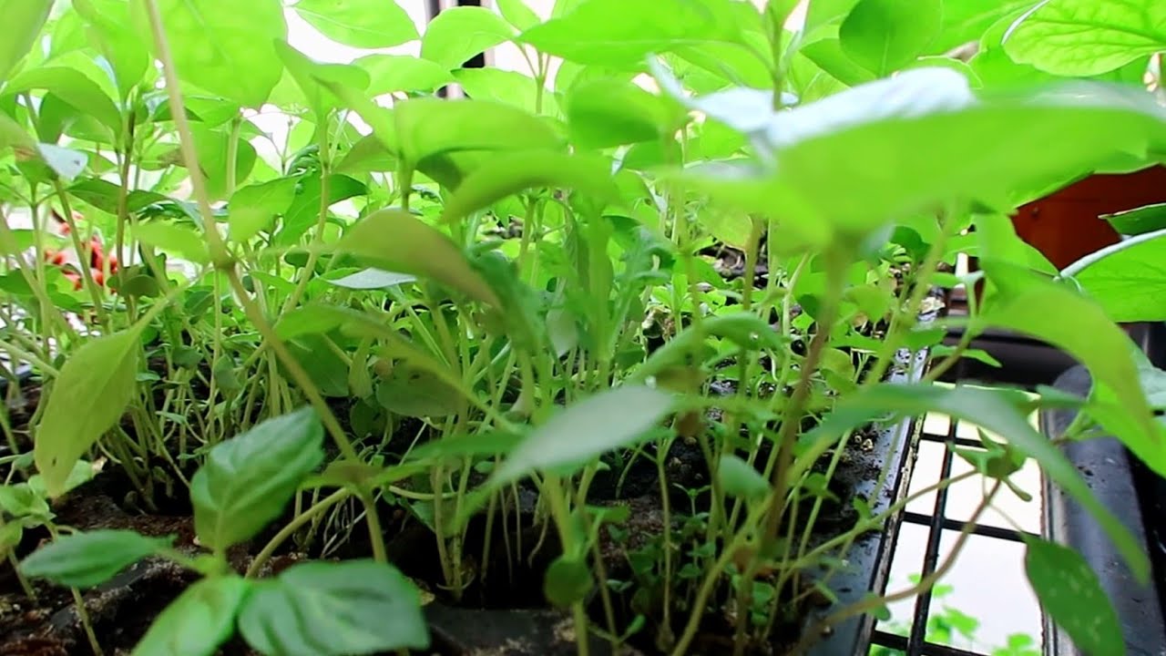 Ươm hạt húng quế, tía tô và rau đay trong khay chuyên dụng