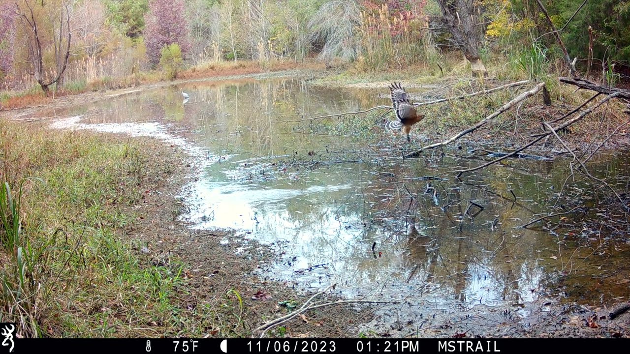 TRAIL CAMERA AT HIDDEN POND IN THE WOODS - BROWNING RECON FORCE HP5