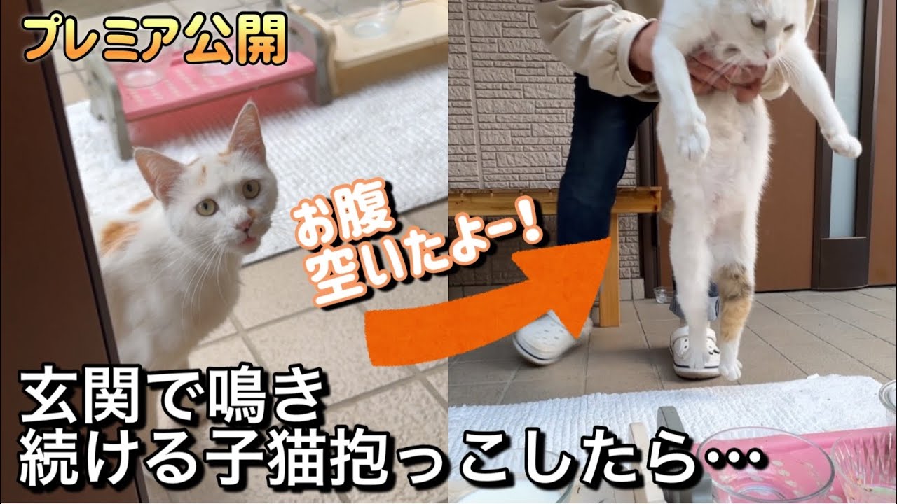 【白い迷い子猫】お腹がぺったんこに痩せた子猫が玄関で鳴き続けてたので抱っこしたら…
