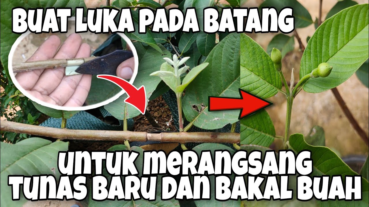 Membuahkan Jambu Kristal Dalam Pot Dengan Luka Pada Batang