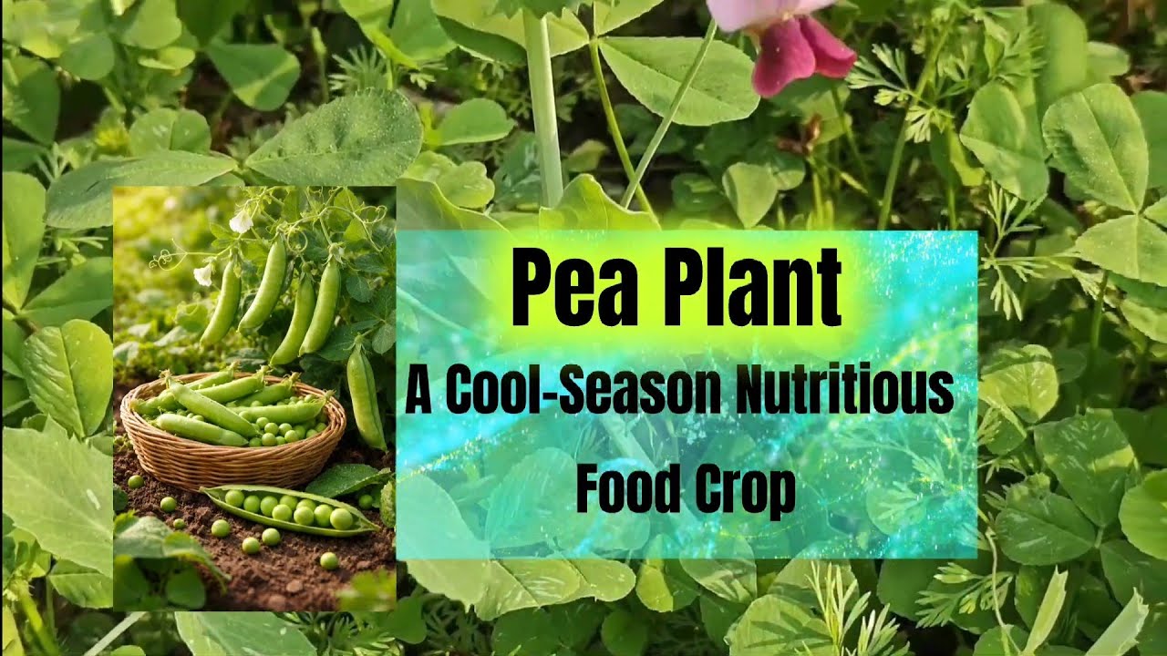 Lathyrus oleraceus, Pisum sativum, Garden Pea,Pea plant