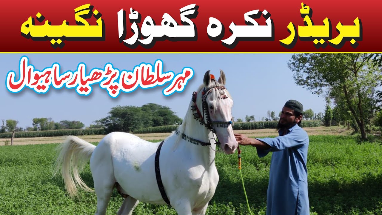 Most Beautiful Dancing Breeder Nukra Horse Nagina