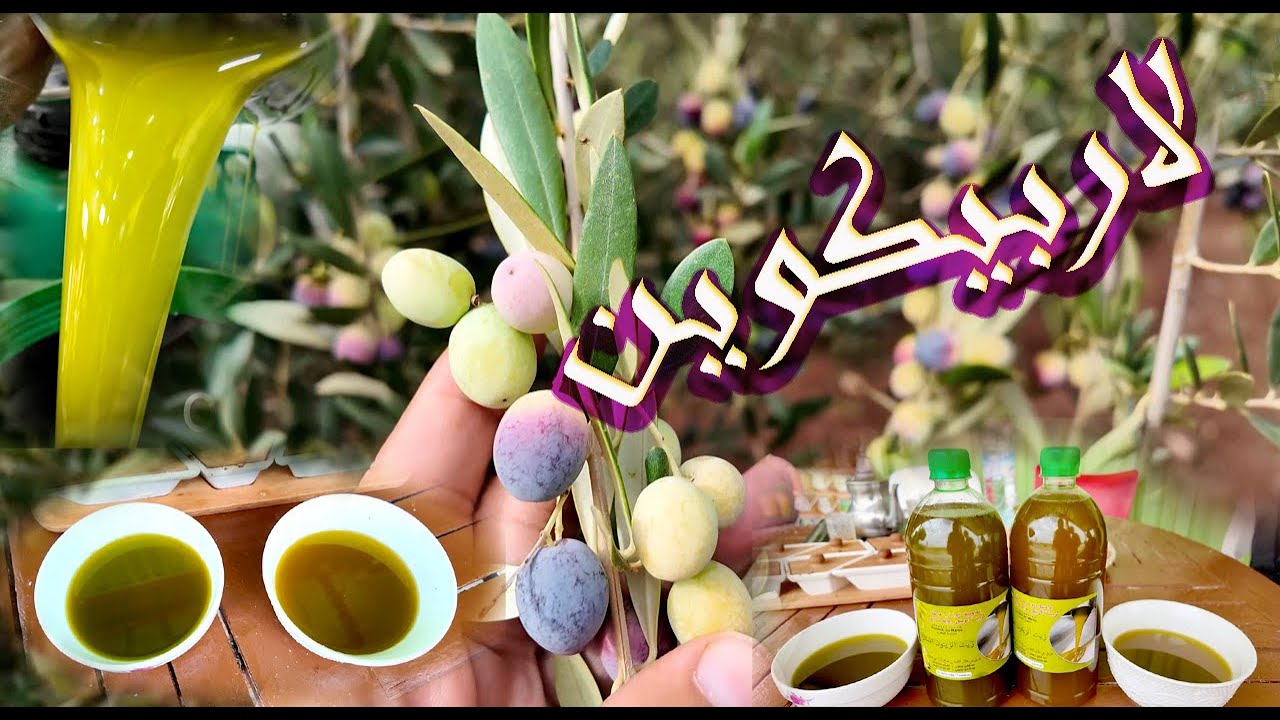 أجي 