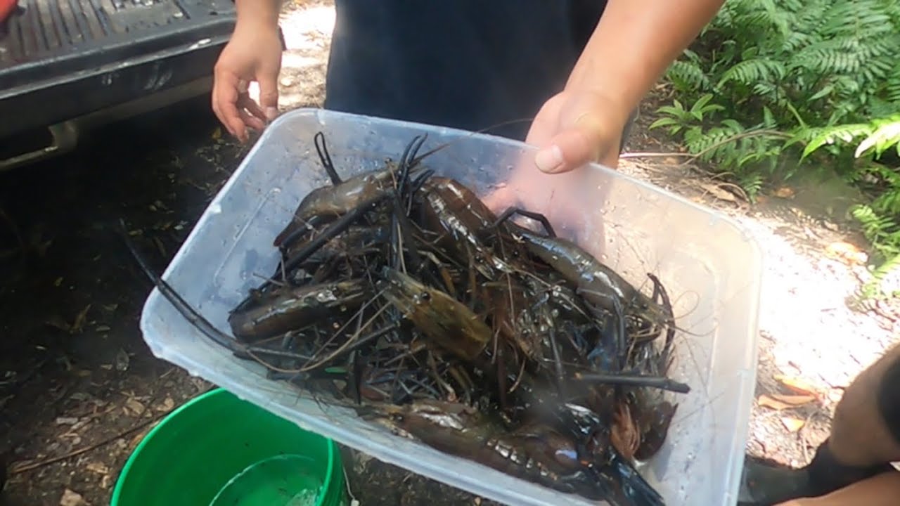 🔥Catch And Cook Freshwater Prawns In Hawaii. Part 2
