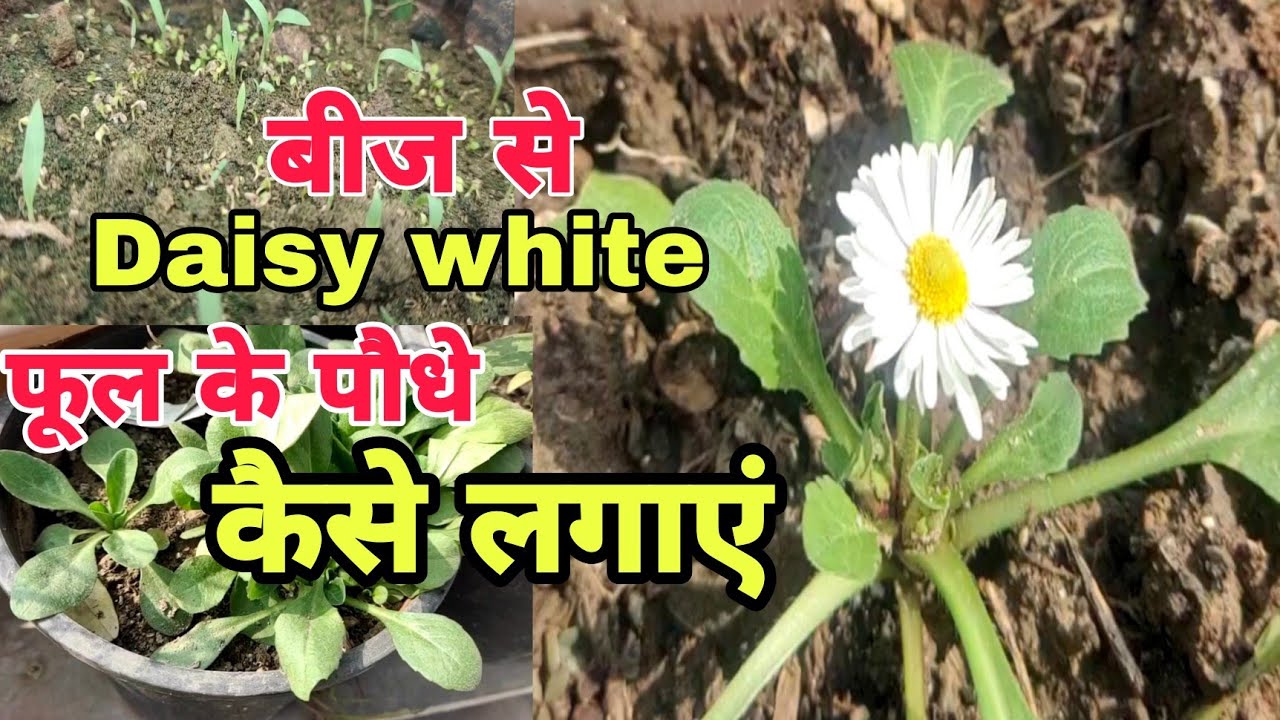 बहुत आसान है Daisy white फूल के पौधे बीज से लगाना/how to grow Daisy white flower from seeds#daisy