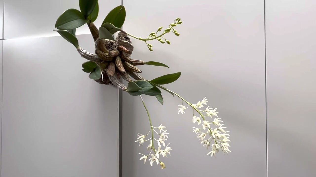Dendrobium speciosum