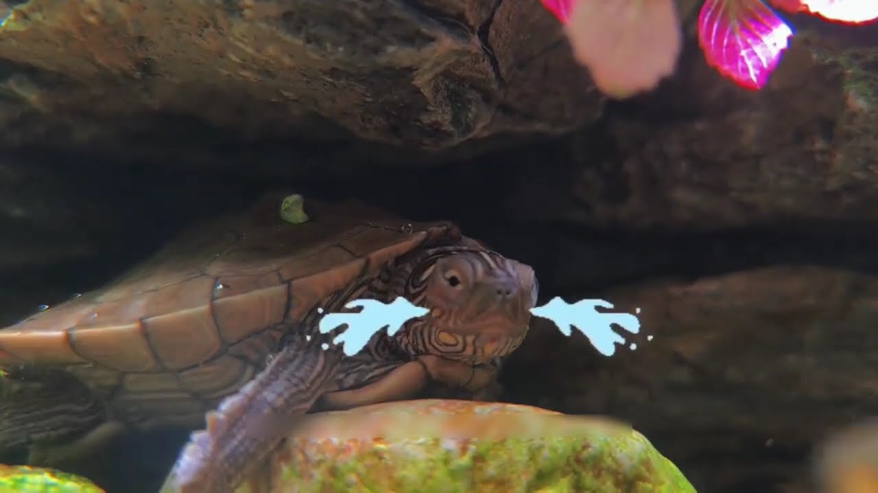 Episode 9: Daily life of the ecological rainforest turtle tank