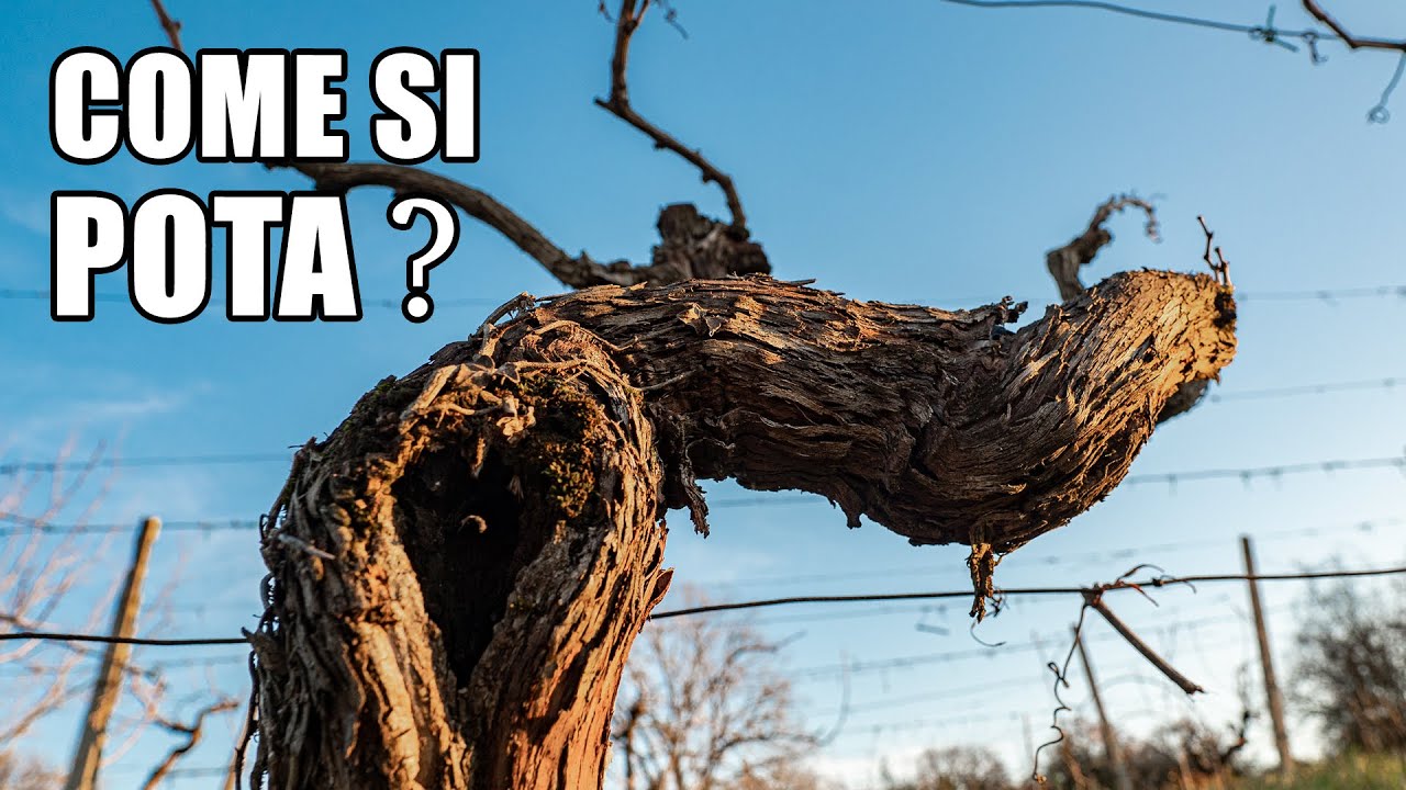 Dalla vite alla bottiglia