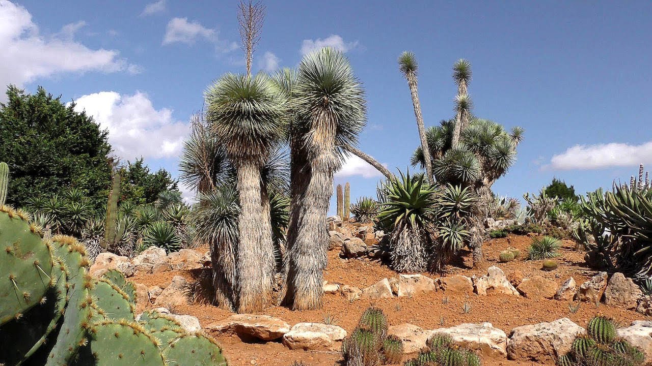 Mallorca_Botanicactus(Ses Salines) - Größter botanischer Garten Europas