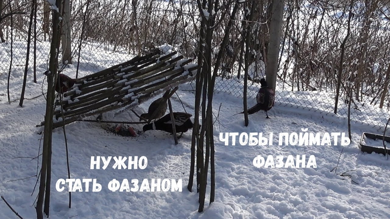 Моменты попадания фазанов в ловушку, Они мне очень помогли...