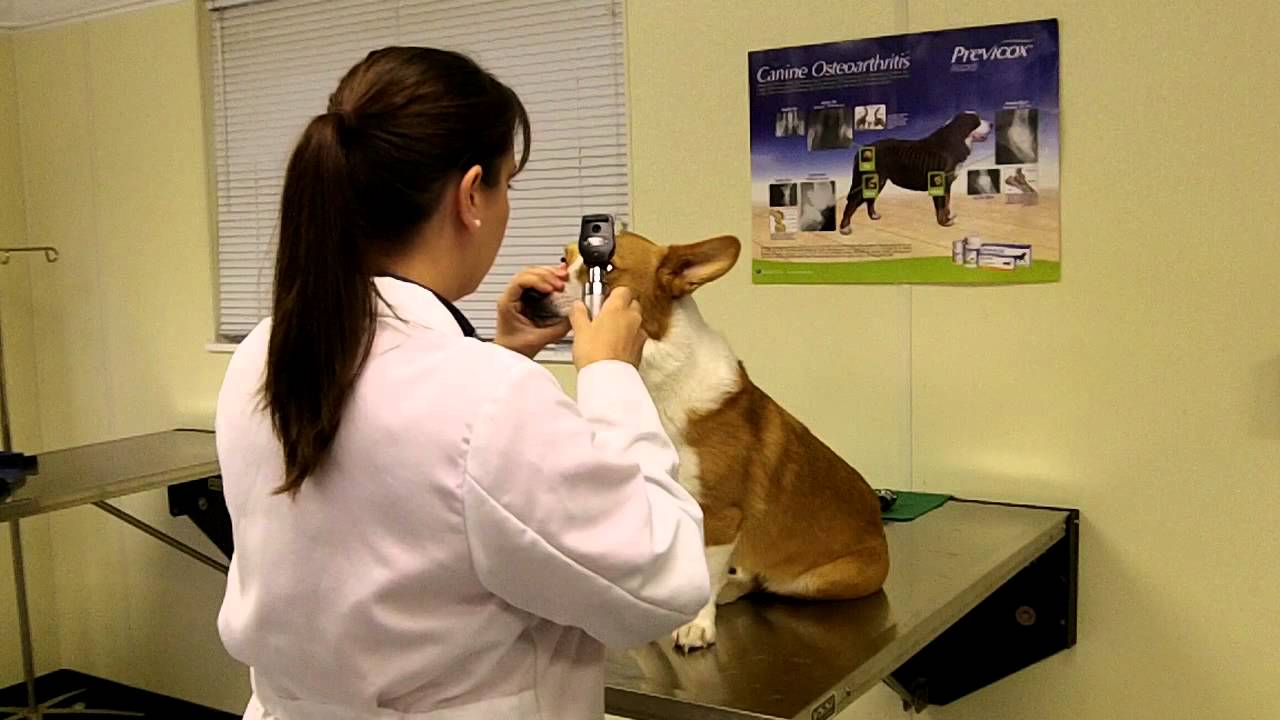 Canine Physical Exam