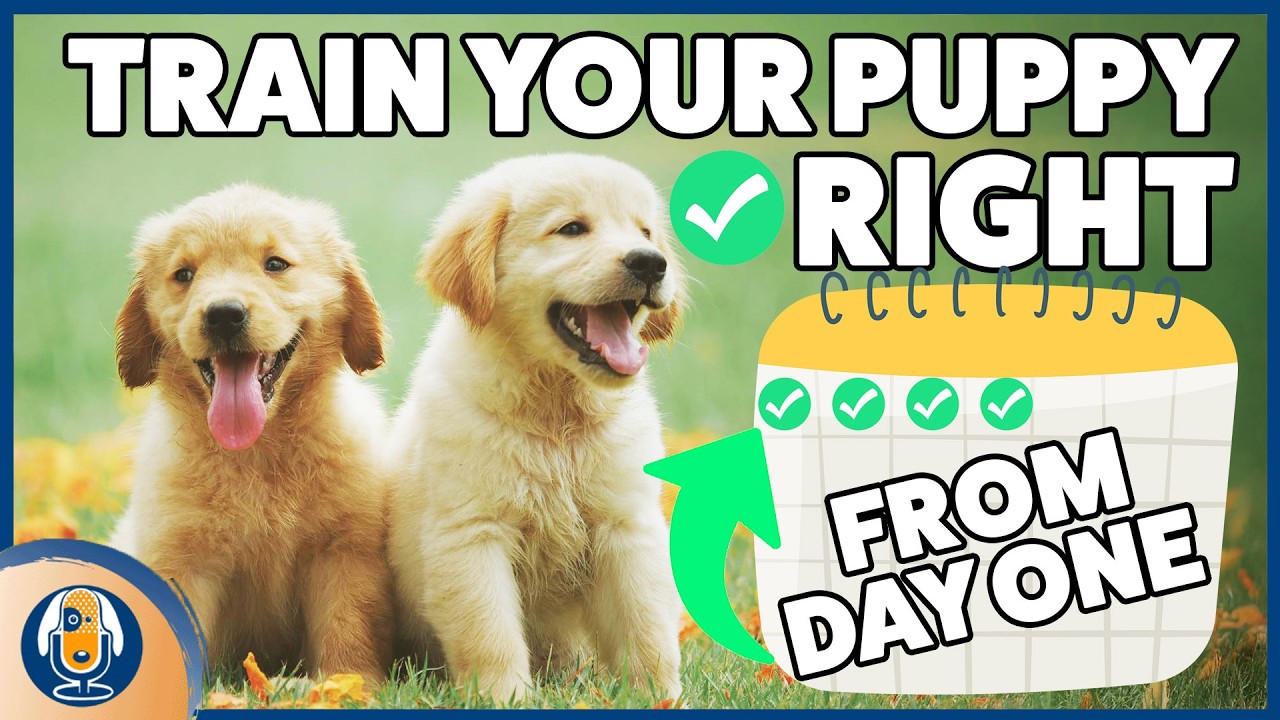 How To Train A Dog From Day One: Avoid Common Puppy Mistakes Through Games & Enrichment 