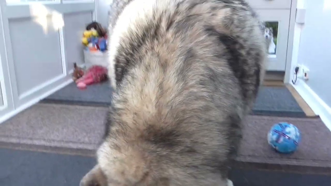 Jenson the Alaskan Malamute and his talking piggy