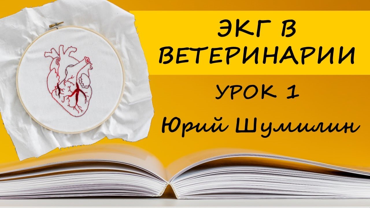 ЭКГ В ВЕТЕРИНАРИИ УРОК 1