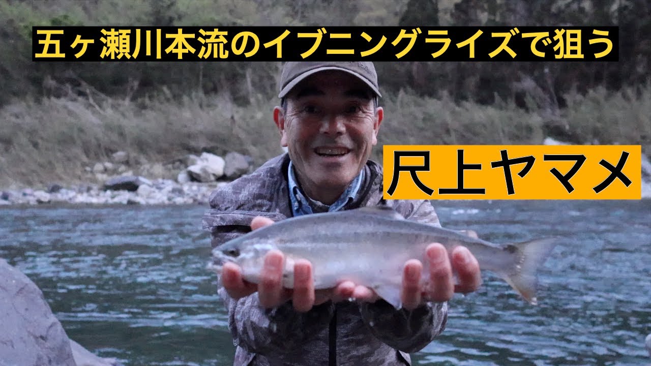 【Fly Fishing】宮崎のフライフィッシング #5  五ヶ瀬川ヤマメ   2023 Vol 2　スペントフライ攻略　＃尺ヤマメ　＃イブニングライズ