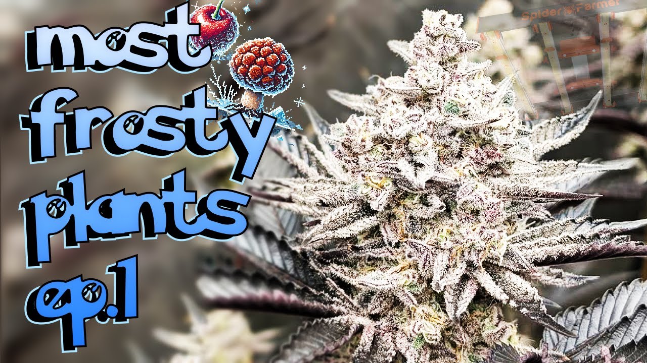frostiest plants ever ep.1 - Frozen Truffle, Icy Cherry, Purest Ind*ca #seedtoharvest #SFSE3000