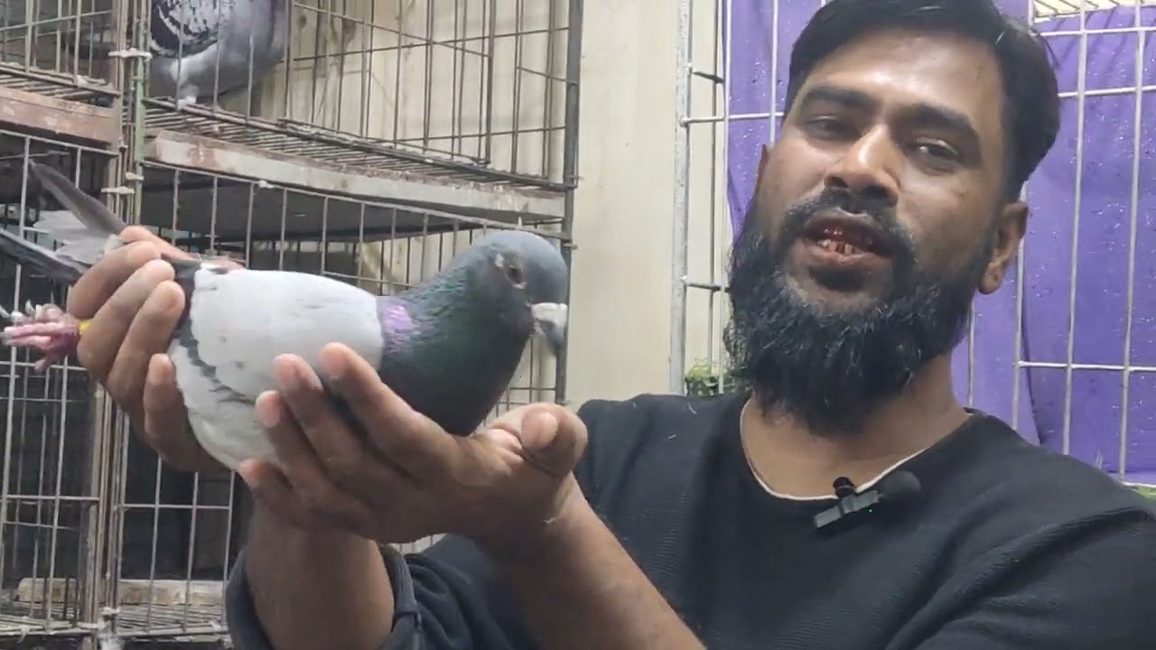 3/2/26 আজকে কিনুন। সব প্রুভেন লাইনের সেরা সেরা  কালেকশন। 01682234365##