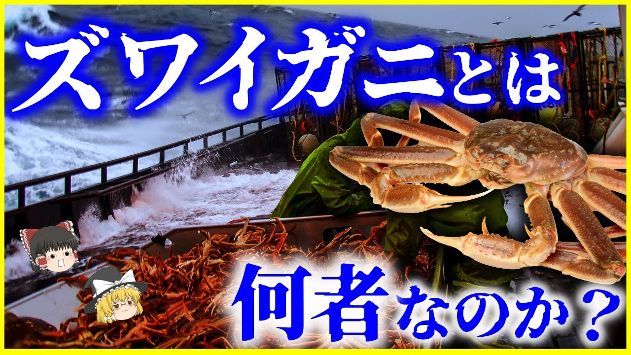 【ゆっくり解説】70億匹のカニが消えた⁉「ズワイガニ」とは何者なのか？を解説/漁の実態や減少理由、特徴や生態、美味しい食べ方まで