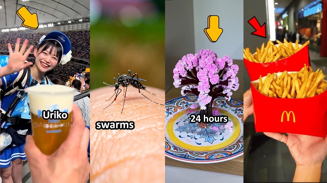 10 Things In Japan & Korea That Just Make Sense...🥰 | 8 Minute Compilation