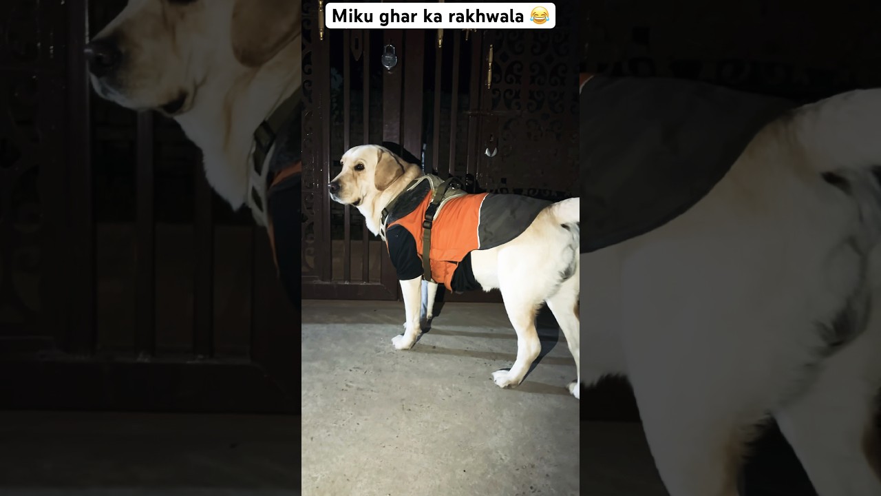 Miku ghar ka rakhwala 😂 || labra Miku || 