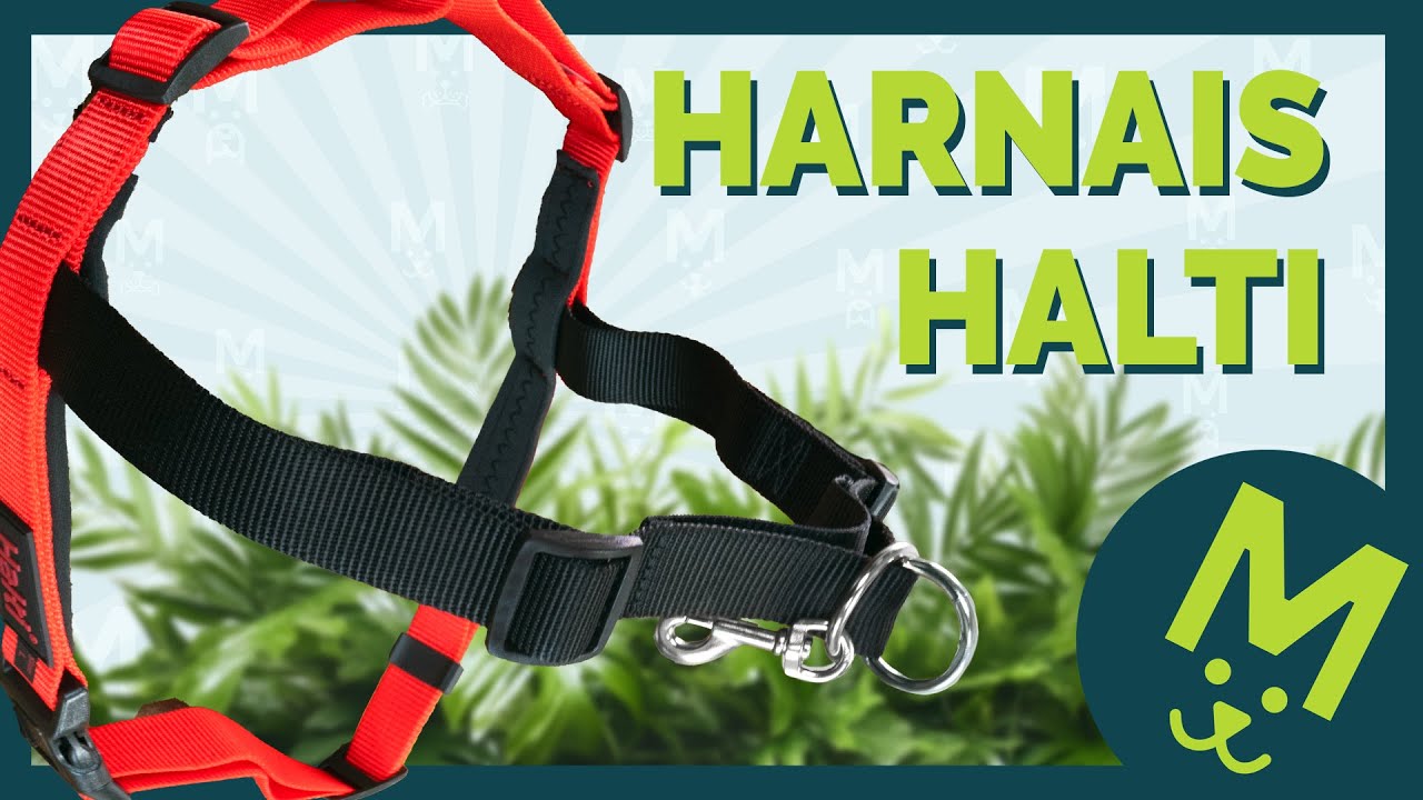 HALTI : le Harnais Anti-Traction pour vos améliorer vos promenades !