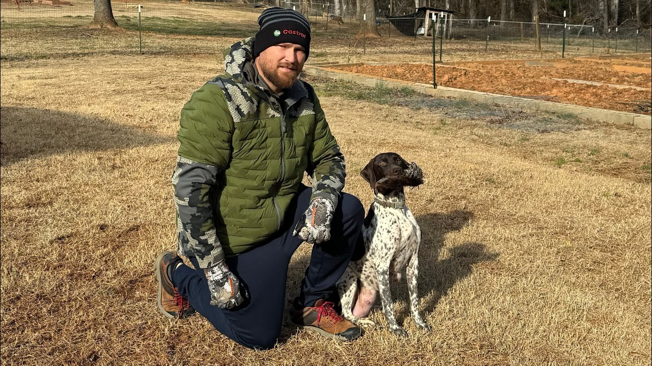 Как научить собаку апортировать, Курцхаар и апортировка! Дрессируем Карцхаара