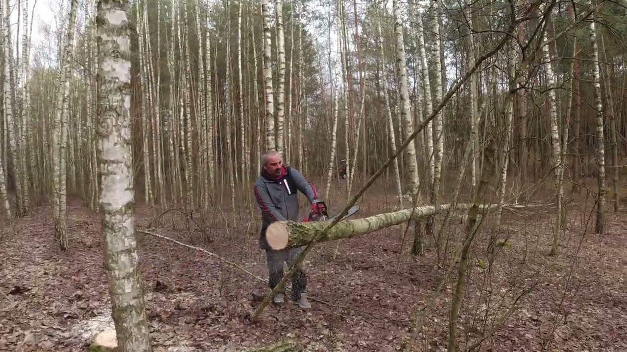Ursus C330M akcja las