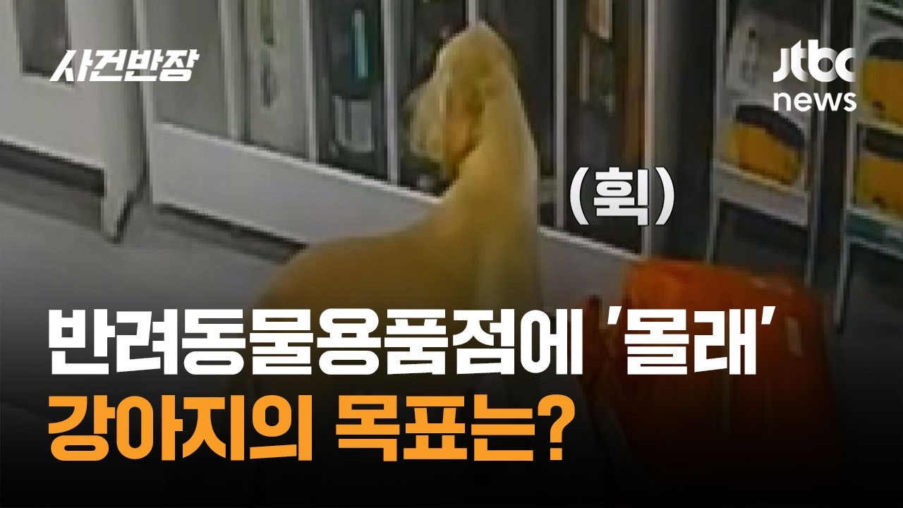 반려동물용품점에 '몰래'&hellip;눈치 살핀 강아지의 목표는? #글로벌픽 / JTBC 사건반장