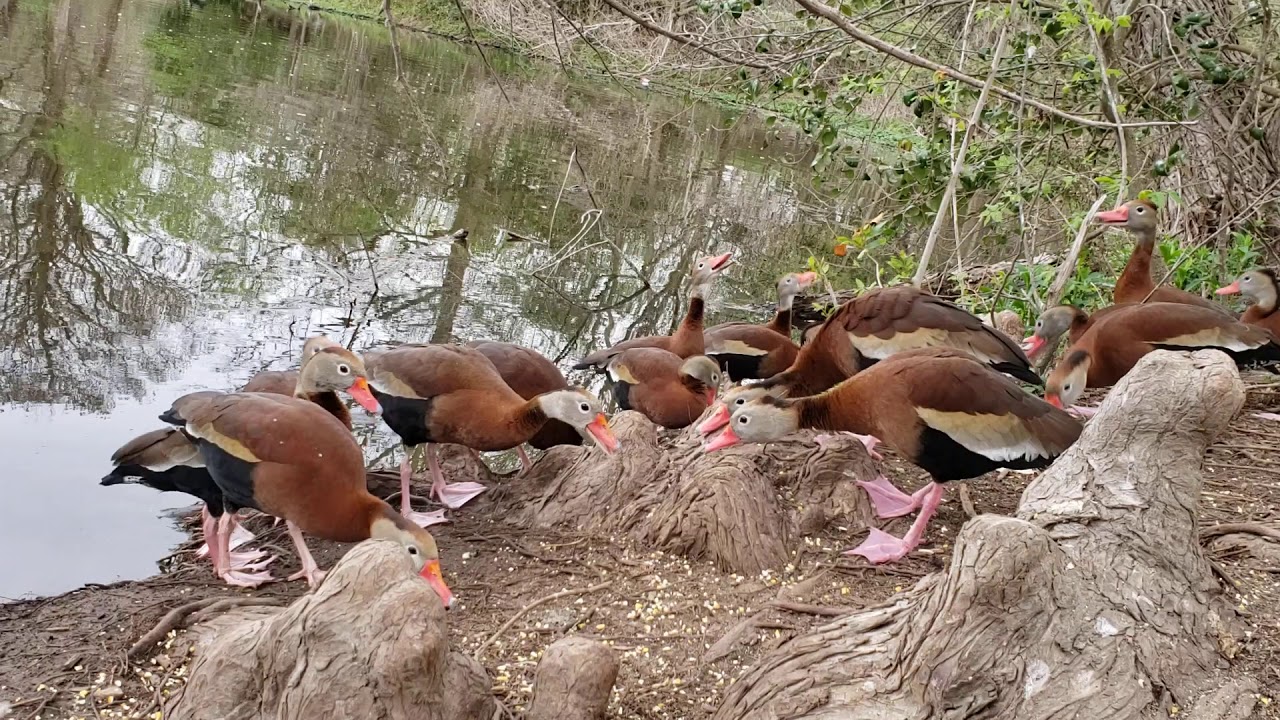 Black Bellied Whistling Ducks Fighting