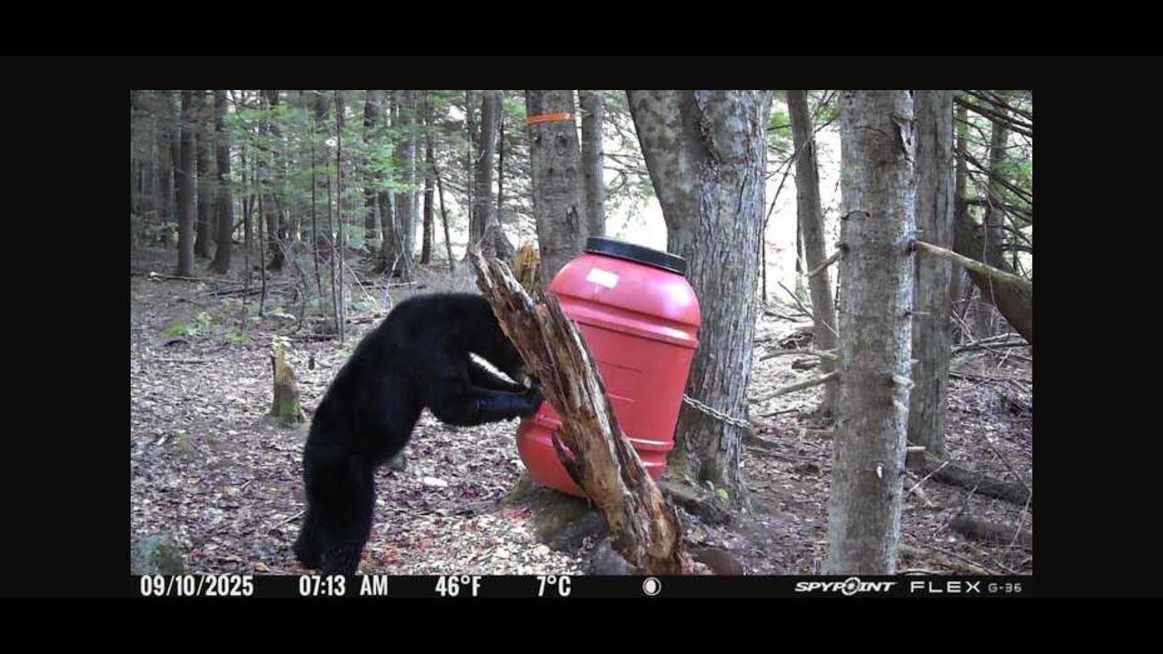 Baiting black bears and thermal hunting