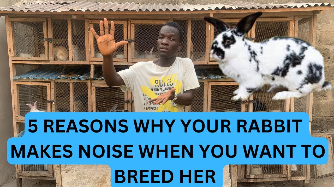 5 reasons why your rabbit makes noice when u want to breed her