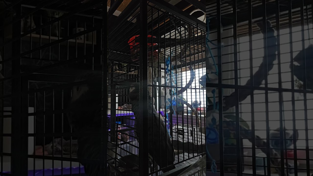 Papoušek Žako, náš Filípek 