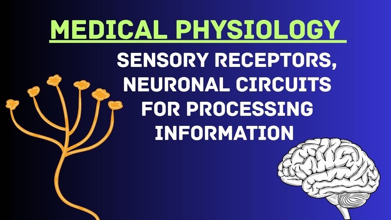 Guyton and Hall Physiology | Chapter 47 | Sensory Receptors, Neuronal Circuits