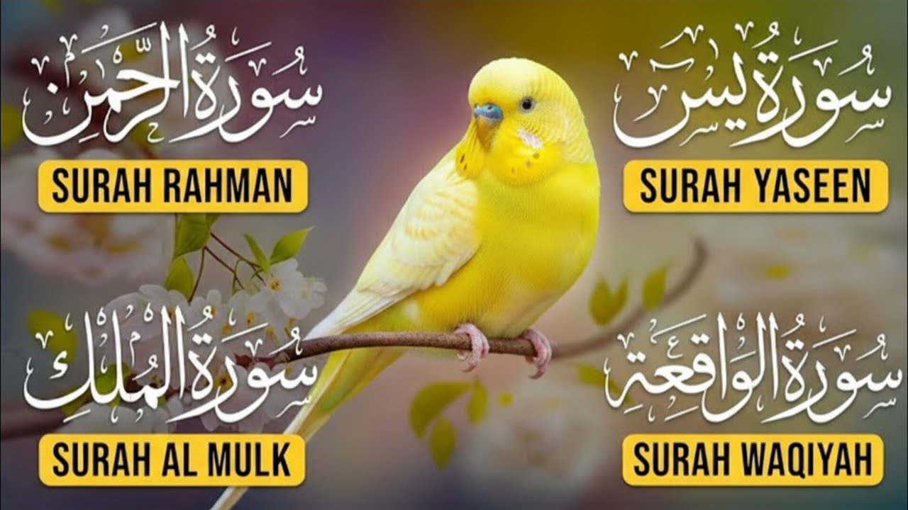 Soul Relaxing Quran Recitation | Surah Yaseen, Rahman, Waqiah & Mulk | Peaceful Tilawat
