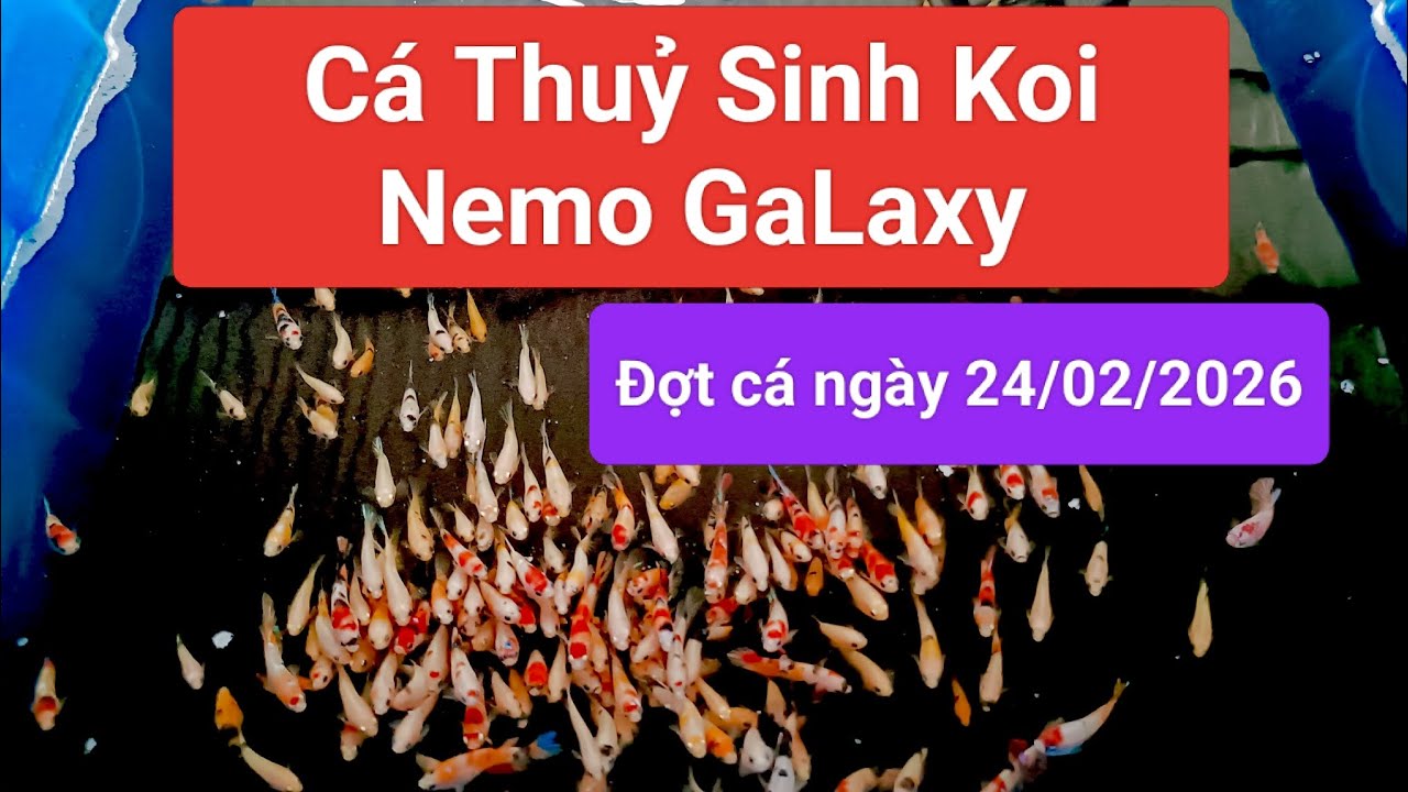 Trại cá betta mô hình nuôi cá betta bằng tank nhựa và chậu nhựa