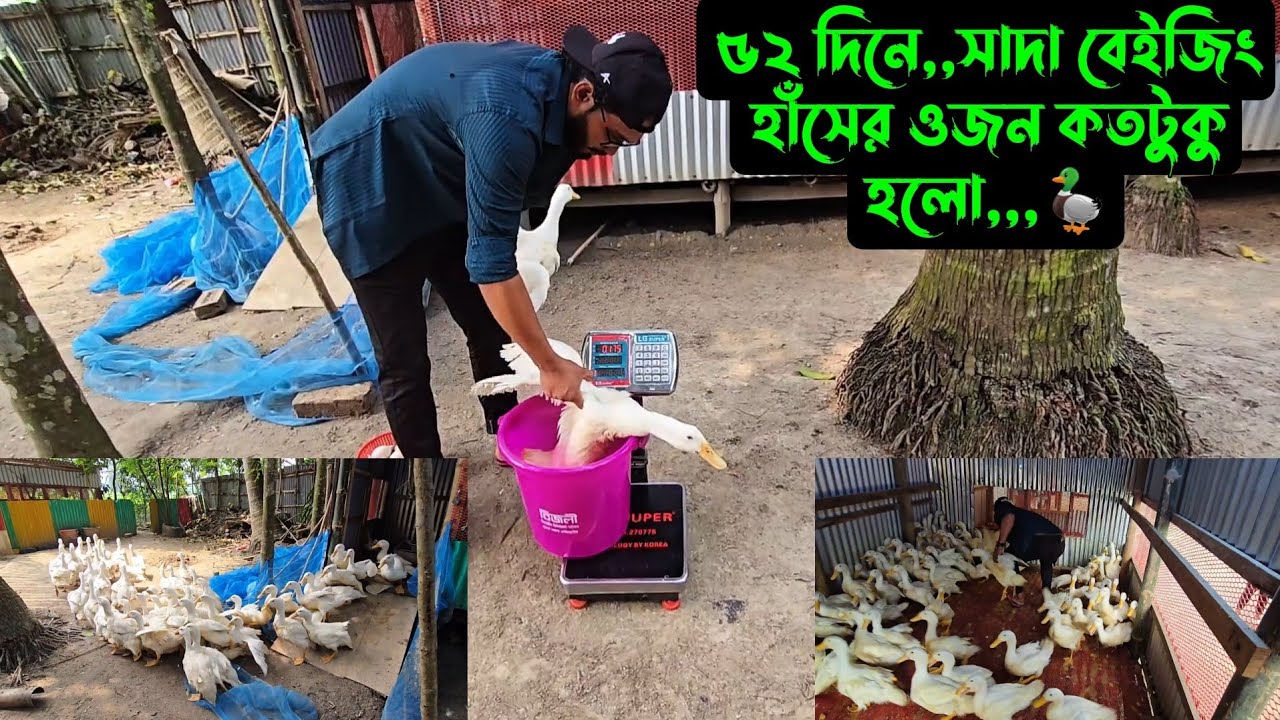 ৫২ দিনে,,সাদা বেইজিং হাঁসের ওজন কতটুকু হলো,,,🦆
