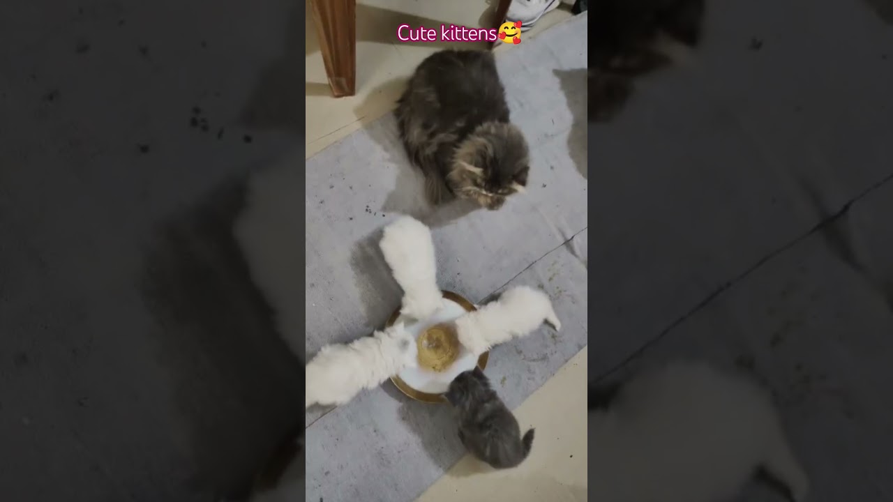 Cute And so Beautiful kittens🥰😍