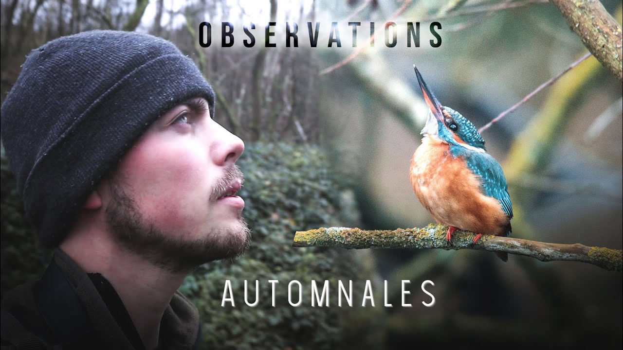 Un automne sous couvre-feu (Photo animalière)