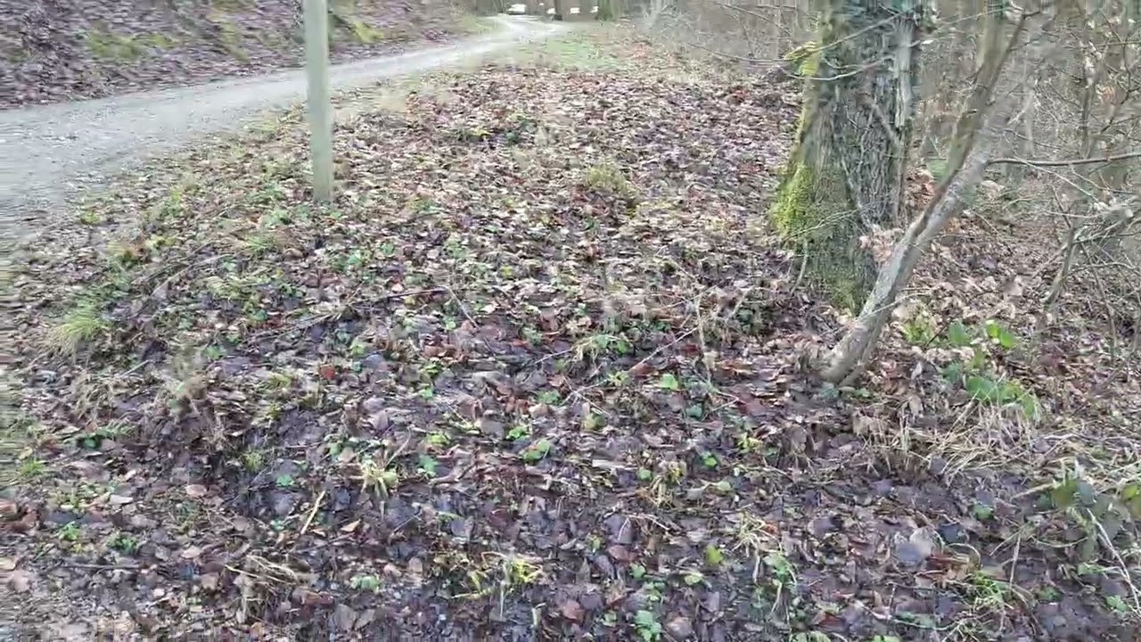 Walking in da forest,AG.