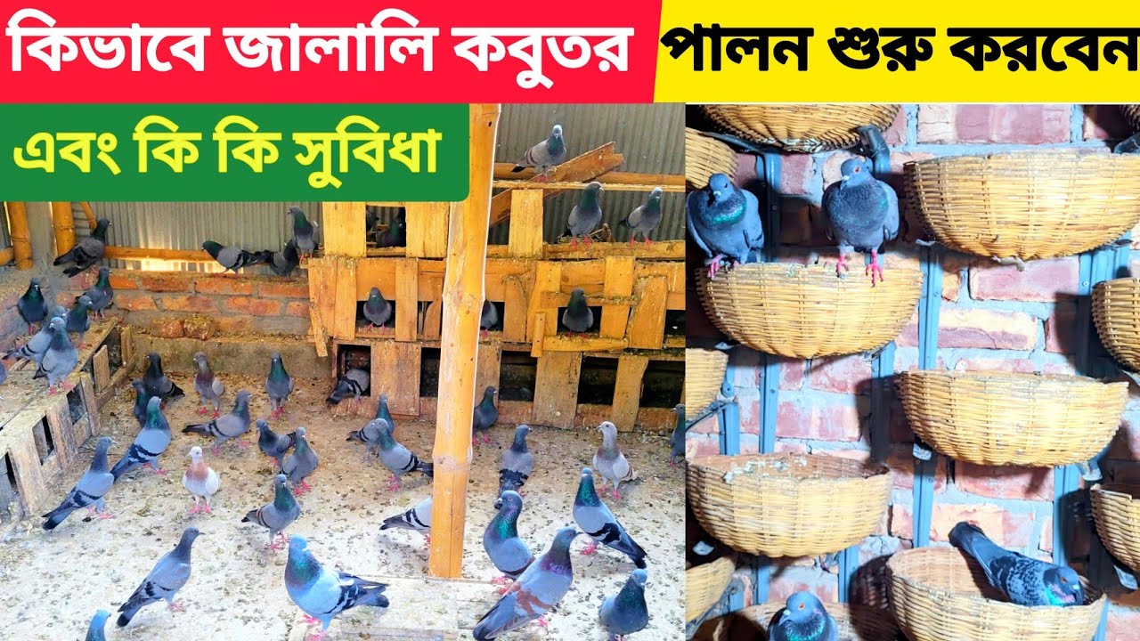 কিভাবে মুক্ত চারণ পদ্ধতিতে জালালি কবুতর পালন করে সফল হবেন ?