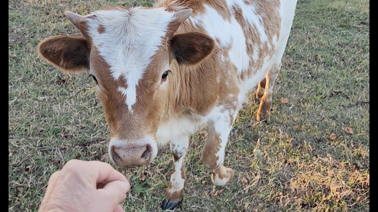 Лонгхорны в искусстве и на пастбищах